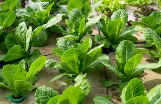 coltivare indoor guida