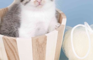come lavare il gatto in casa