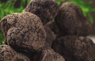 come coltivare il tartufo a casa