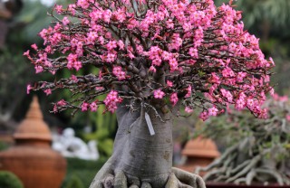 come coltivare i bonsai