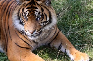 sognare una tigre significato