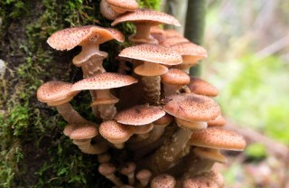 sognare funghi significato