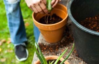 come coltivare l'aloe vera in casa