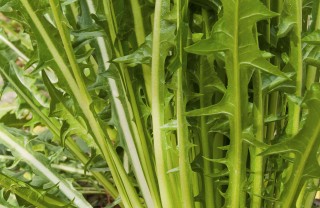 come coltivare la cicoria