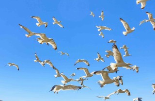 sognare uccelli cosa significa sognare uccelli significato