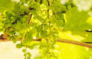 sognare uva bianca cosa significa sognare uva bianca cosa significa