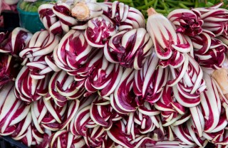 radicchio tardivo di treviso
