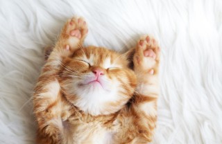 le unghie del gatto
