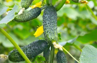 come coltivare i cetrioli