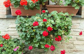 Cosa piantare a marzo sul balcone