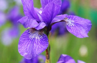 La sbocciatura dei fiori nei parchi più belli d’Italia
