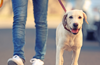 città pet friendly
