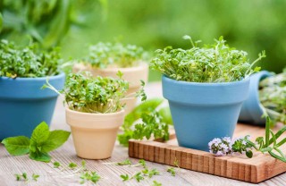 come coltivare le piante aromatiche in vaso