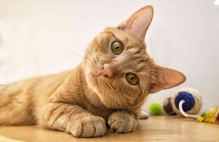 gatto american shorthair