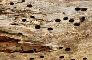 come eliminare i tarli come eliminare i tarli