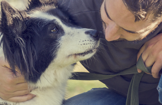cane animale domestico incidenti problemi distrazioni rimedi