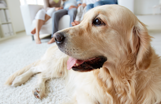 insegnare al cane a fare i bisogni 