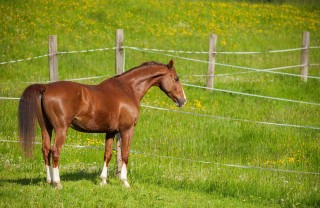 comprare un cavallo