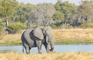elefante