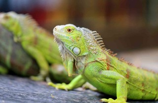 iguana verde in casa