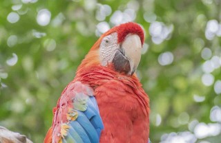 pappagalli
