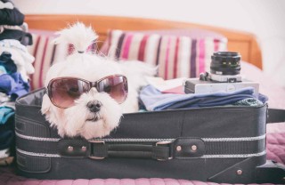 cosa mettere in valigia per il cane in vacanza