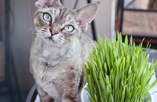 erba gatta a cosa serve ed effetti sugli animali