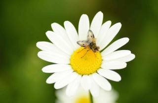 Punture di insetti rimedi tradizionali e naturali Punture di insetti rimedi tradizionali e naturali