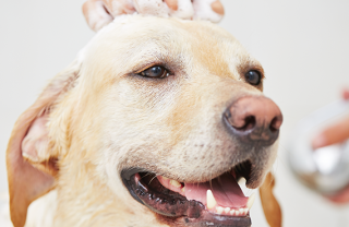 Ogni quanto bisognerebbe fare il bagno al proprio cane Ogni quanto bisognerebbe fare il bagno al proprio cane
