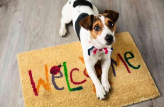 come adottare e allevare cuccioli di cane