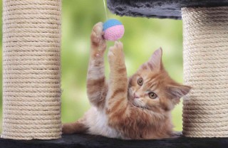 come costruire giochi per gatti