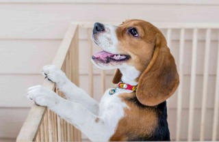 come costruire un recinto per cani