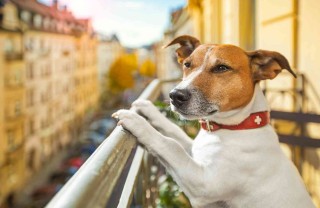 Cane che abbaia di notte cosa fare