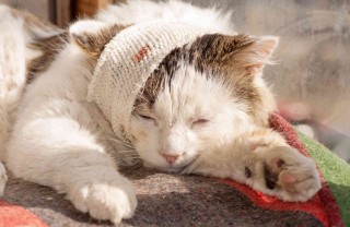 Come disinfettare una ferita a un gatto