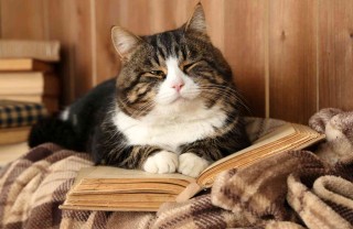 allevare ed educare un gatto
