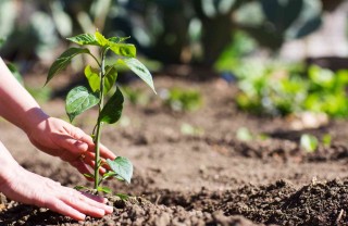 come proteggere l'orto