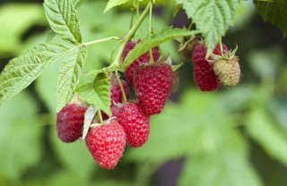 coltivazione lampone cura piante e potatura