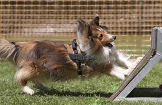 realizzare giochi intelligenti per cani