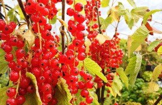 coltivazione ribes rosso e nero guida