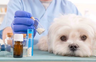 leishmaniosi cane sintomi e cura leishmaniosi cane sintomi e cura