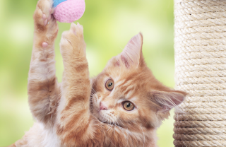 Un angolo a misura di gatto Un angolo a misura di gatto