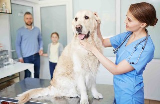 spese veterinarie detraibili 2017