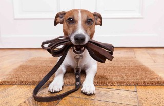 Regolamento cani al guinzaglio: le nuove regole