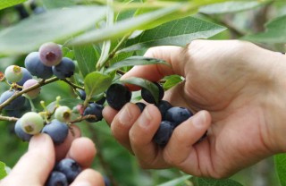 mirtillo coltivazione cura e potatura