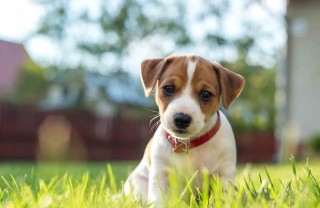 sterilizzazione cane costi convalescenza