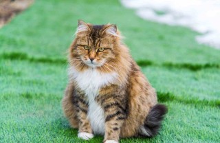 Gestazione gatti