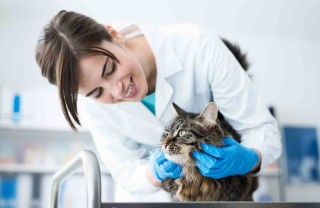 Sterilizzazione del gatto costi, decorso post operatorio e dieta 