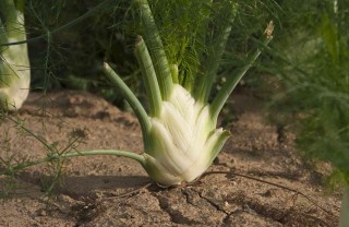 coltivazione finocchio guida