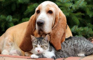 cani e gatti sentono il terremoto