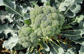 coltivare broccoli, seminare broccoli, ricette broccoli